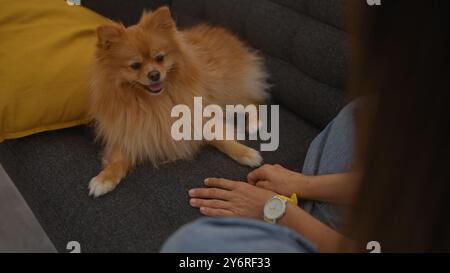 Una giovane donna siede su un divano grigio al chiuso con il suo morbido cane pomerania accanto a un cuscino giallo. Foto Stock