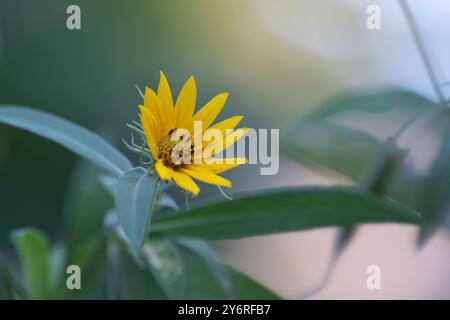 Girasole Maximilian, Helianthus maximiliani, che cresce in un giardino estivo. Foto Stock