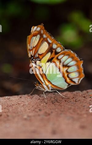 Siproeta stelenes, comune farfalla malachite in piedi su un mattone Foto Stock