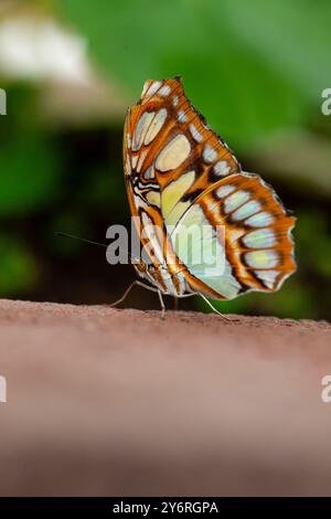 Siproeta stelenes, comune farfalla malachite in piedi su un mattone Foto Stock