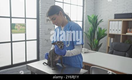 La giovane donna ispanica veterinaria esamina un cane chihuahua in una stanza clinica Foto Stock