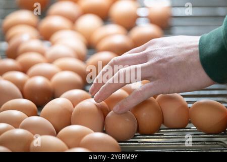 26 settembre 2024, Sassonia, Schönberg: Un uomo smista le uova da fienile in un allevamento avicolo. Foto: Sebastian Kahnert/dpa Foto Stock