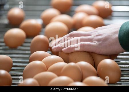 26 settembre 2024, Sassonia, Schönberg: Un uomo smista le uova da fienile in un allevamento avicolo. Foto: Sebastian Kahnert/dpa Foto Stock