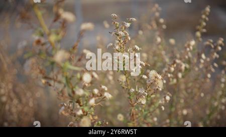 Primo piano di piante secche di cardo mediterraneo con teste di semi soffici a murcia, spagna, durante l'ora d'oro. Foto Stock