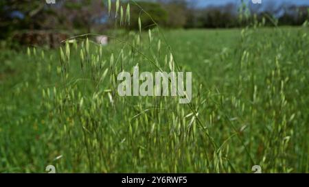 Avena selvatica, avena sterilis, che cresce in un lussureggiante campo all'aperto in puglia, italia, catturata con profondità e vegetazione vibrante che enfatizza il sole del set primaverile Foto Stock