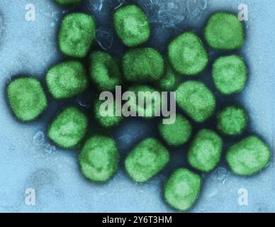 Vaiolo Monkeyx, TEM Foto Stock