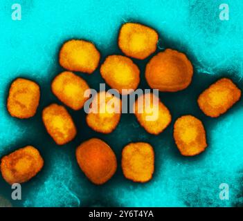 Vaiolo Monkeyx, TEM Foto Stock