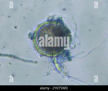 Fungo che attacca Phytophthora ramorum, LM Foto Stock