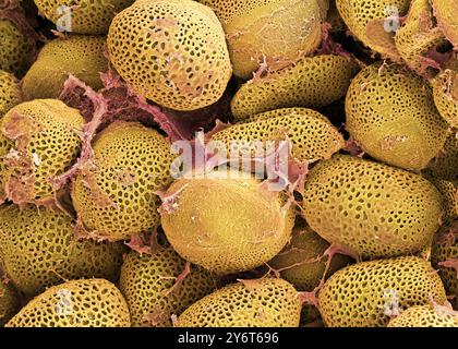 Polline fresco di Honeybee Cells, SEM Foto Stock