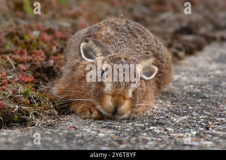 Lepus europaeus Lepus Lepus, un giovane lepre bruno che sta cercando di nascondersi. Nord di Norfolk, Regno Unito Foto Stock