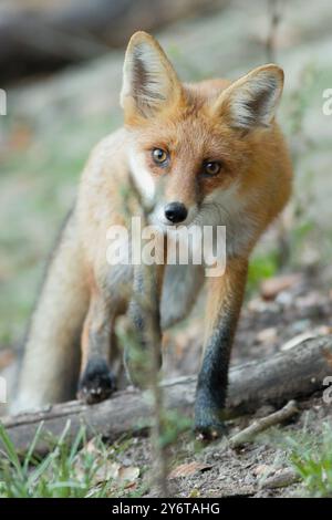 Primo piano di una curiosa volpe rossa (Vulpes vulpes) che fissa la fotocamera Foto Stock
