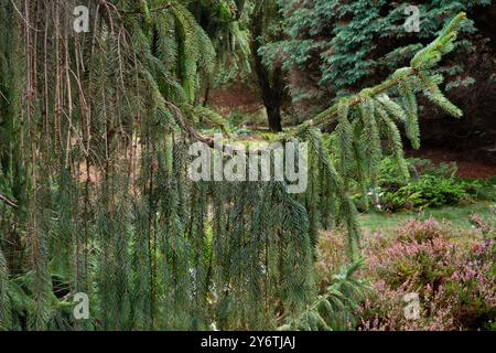 Ramo curvo di un abete Engelmann, noto anche come abete bianco e abete di montagna Foto Stock