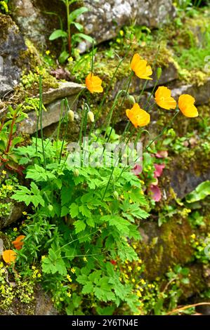 Fiori di primavera arancioni di papavero gallese Meconopsis cambrica che cresce in parete di pietra giardino britannico maggio Foto Stock