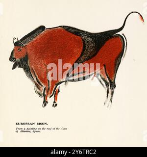 Bisonte europeo. Arte di animali d'epoca dalla pittura preistorica sul tetto della grotta di Altamira, Spagna. Opera di MH Breuil Foto Stock