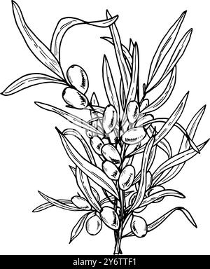 Bouquet di spinotti marini disegnato a mano, illustrazione isolata con vettore. Succose bacche autunnali sul ramo con foglie dipinte da inchiostri neri. Per i biglietti di compleanno Illustrazione Vettoriale