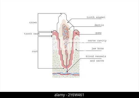 Illustrazione della linea di stile moderno astratto di una sezione trasversale di un dente su uno sfondo bianco. Con spiegazione in inglese. Illustrazione Vettoriale