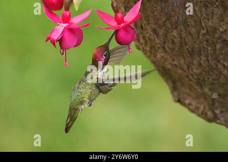 Un colibrì maschio di Anna (Calypte anna) sorseggiando il nettare da un fiore di Fushia in un cesto appeso. Foto Stock