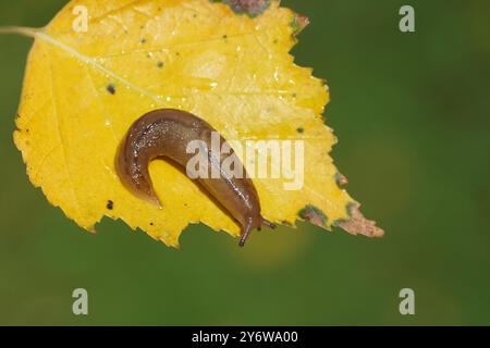 Serra Slug (Ambigolimax valentianus). Lumache di keelback (Limacidae). Strisciando su una foglia di betulla gialla autunnale. Settembre. Giardino olandese Foto Stock