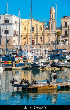 Un gregge di grandi cormorani (Phalacrocorax carbo) è arroccato su un molo nel porto di Trani, in Italia Foto Stock