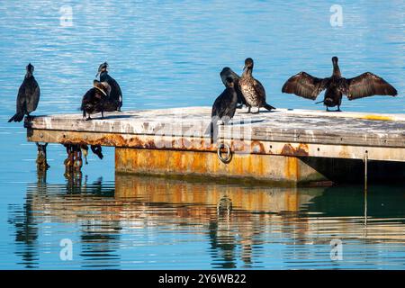 Un gregge di grandi cormorani (Phalacrocorax carbo) è arroccato su un molo nel porto di Trani, in Italia Foto Stock