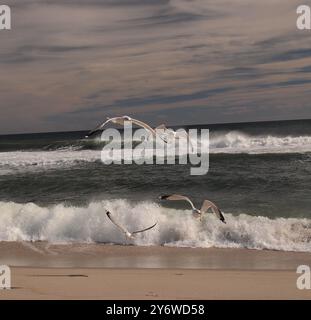 I gabbiani che si innalzano lungo la costa del New Jersey sorvolano le onde in una giornata di sole. Foto Stock