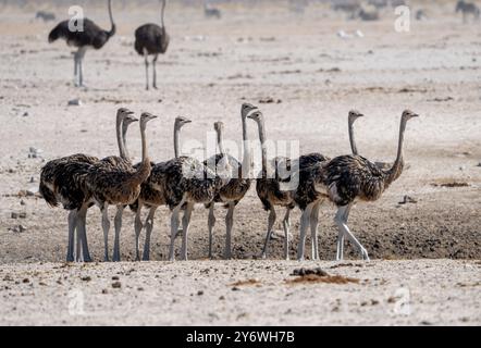 Giovani struzzi (Struthio camelus) si riuniscono in un pozzo d'acqua nel Parco Nazionale di Etosha in Namibia, Africa Foto Stock