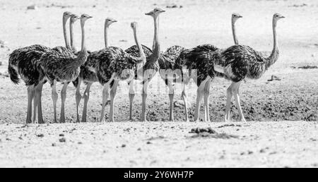 Giovani struzzi (Struthio camelus) si riuniscono in un pozzo d'acqua nel Parco Nazionale di Etosha in Namibia, Africa Foto Stock