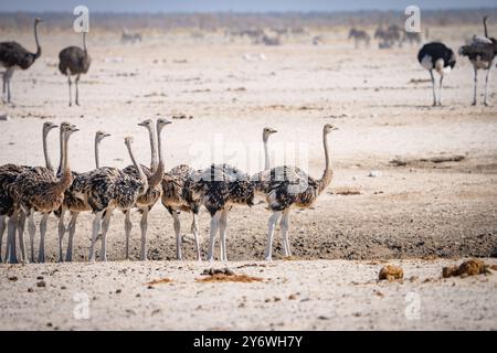 Giovani struzzi (Struthio camelus) si riuniscono in un pozzo d'acqua nel Parco Nazionale di Etosha in Namibia, Africa Foto Stock