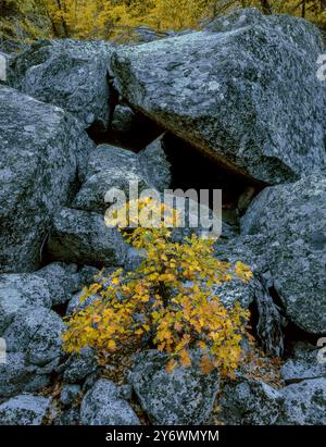 Scrub Oak, Zumwalt Meadow, Kings Canyon National Park, California Foto Stock