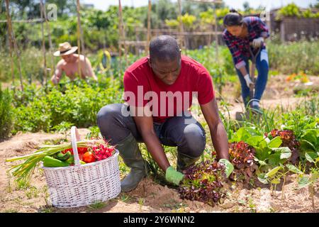Uomo africano americano giardiniere professionale in posa con raccolto Foto Stock