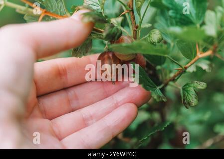 la mano seleziona le uva spina da un cespuglio in vista ravvicinata. Raccolta di uva spina nel giardino estivo. Coltivazione e raccolta di uva spina Foto Stock