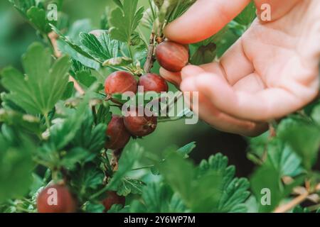 Raccolta di uva spina. Seleziona a mano uva spina matura da un cespuglio in vista ravvicinata. Raccolta di uva spina nel giardino estivo. Coltivazione e raccolta Foto Stock