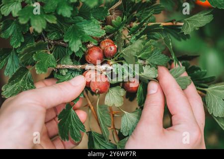 la mano seleziona le uva spina da un cespuglio. Raccolta di uva spina nel giardino estivo. Coltivazione e raccolta di uva spina Foto Stock