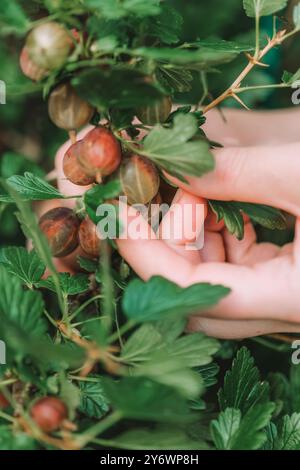 la mano seleziona le uva spina da un cespuglio in vista ravvicinata. Raccolta di uva spina . Coltivazione e raccolta di uva spina Foto Stock