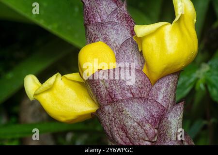 primo piano del fiore di fascino della vineria selvatica gmelina philippensis. Foto Stock