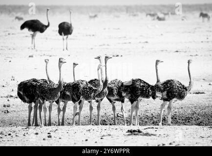 Giovani struzzi (Struthio camelus) si riuniscono in un pozzo d'acqua nel Parco Nazionale di Etosha in Namibia, Africa Foto Stock