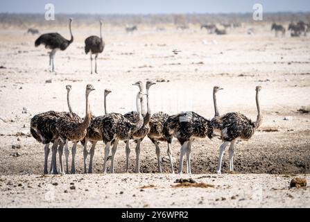 Giovani struzzi (Struthio camelus) si riuniscono in un pozzo d'acqua nel Parco Nazionale di Etosha in Namibia, Africa Foto Stock