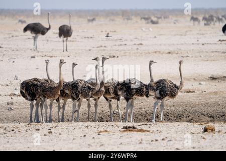 Giovani struzzi (Struthio camelus) si riuniscono in un pozzo d'acqua nel Parco Nazionale di Etosha in Namibia, Africa Foto Stock