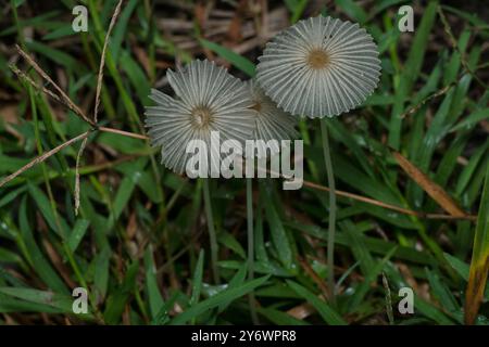 I funghi selvatici a pieghe d'inchiostro che spuntano dal tronco in decomposizione Foto Stock