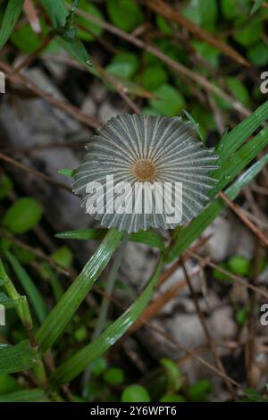 I funghi selvatici a pieghe d'inchiostro che spuntano dal tronco in decomposizione Foto Stock