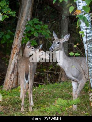 Cervi dalla coda bianca e due fawn con orecchie in alto, guardati intorno con cautela mentre cerchi cibo nella foresta selvaggia del Minnesota. Foto Stock