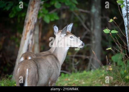 Due cervi dalla coda bianca guardano con le orecchie verso destra, nella foresta selvaggia del Minnesota. Foto Stock