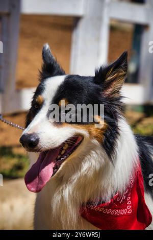 Un cane con una bandana rossa sul collo sorride. Il cane sta indossando un guinzaglio e si trova di fronte a una recinzione Foto Stock