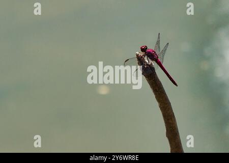 Una libellula si siede su un ramo, guardando verso il basso un bug. Il cielo è limpido e il sole splende Foto Stock