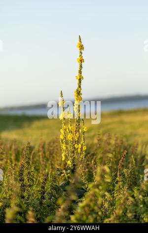 Un alto gambo di fiori selvatici gialli si staglia su uno sfondo di erba verde e un tranquillo corso d'acqua durante la calda luce delle prime ore della serata. Foto Stock