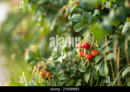 I fianchi di rosa rosso brillante sono appesi a un lussureggiante cespuglio verde in un giardino, crogiolandosi alla calda luce del sole della tarda estate, a indicare una stagione di crescita fruttuosa. Foto Stock