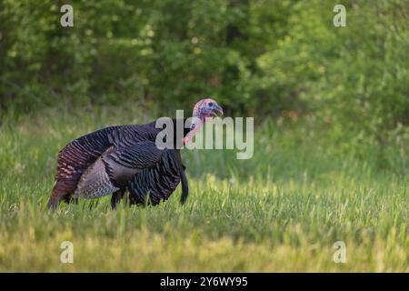 Tom turkey sgobba in una serata di maggio nel Wisconsin settentrionale. Foto Stock