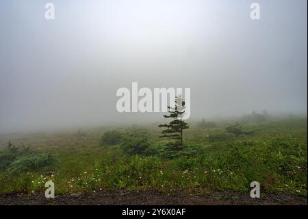 Fitta nebbia nel Gros Morne National Park Foto Stock