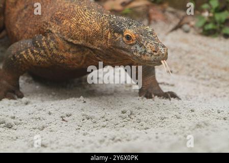 Un giovane drago di Komodo strizza sulla sabbia mentre guarda la telecamera Foto Stock