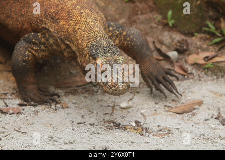 Un giovane drago di Komodo strizza sulla sabbia mentre guarda la telecamera Foto Stock